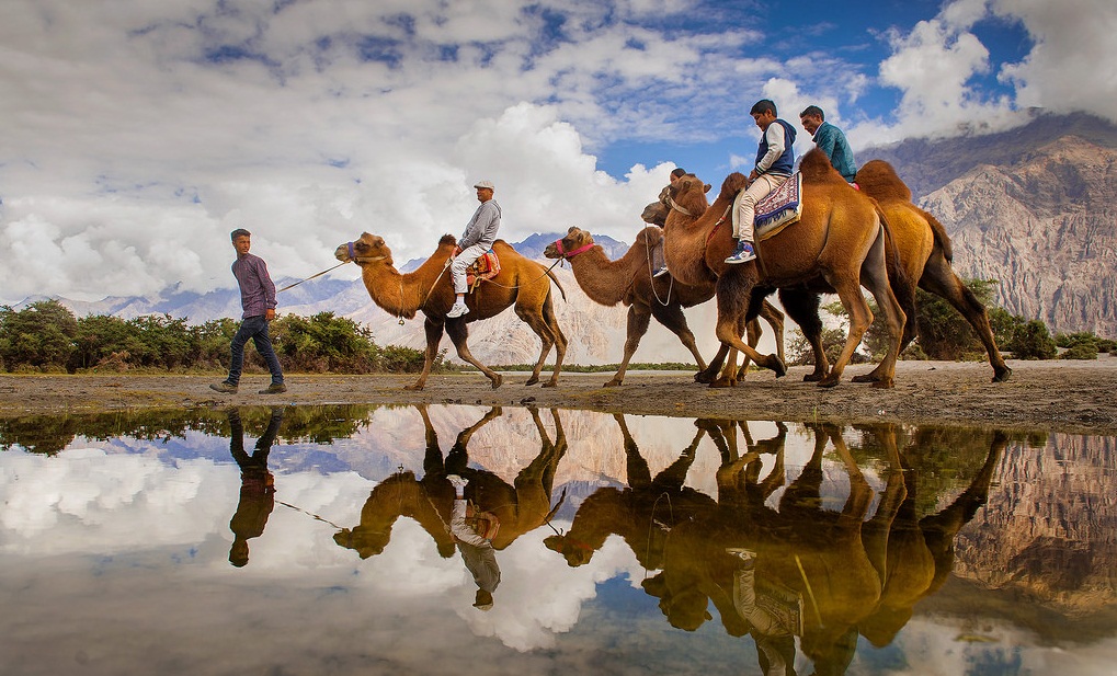 Wildlife Tours in India with Camel Safari Tours in India